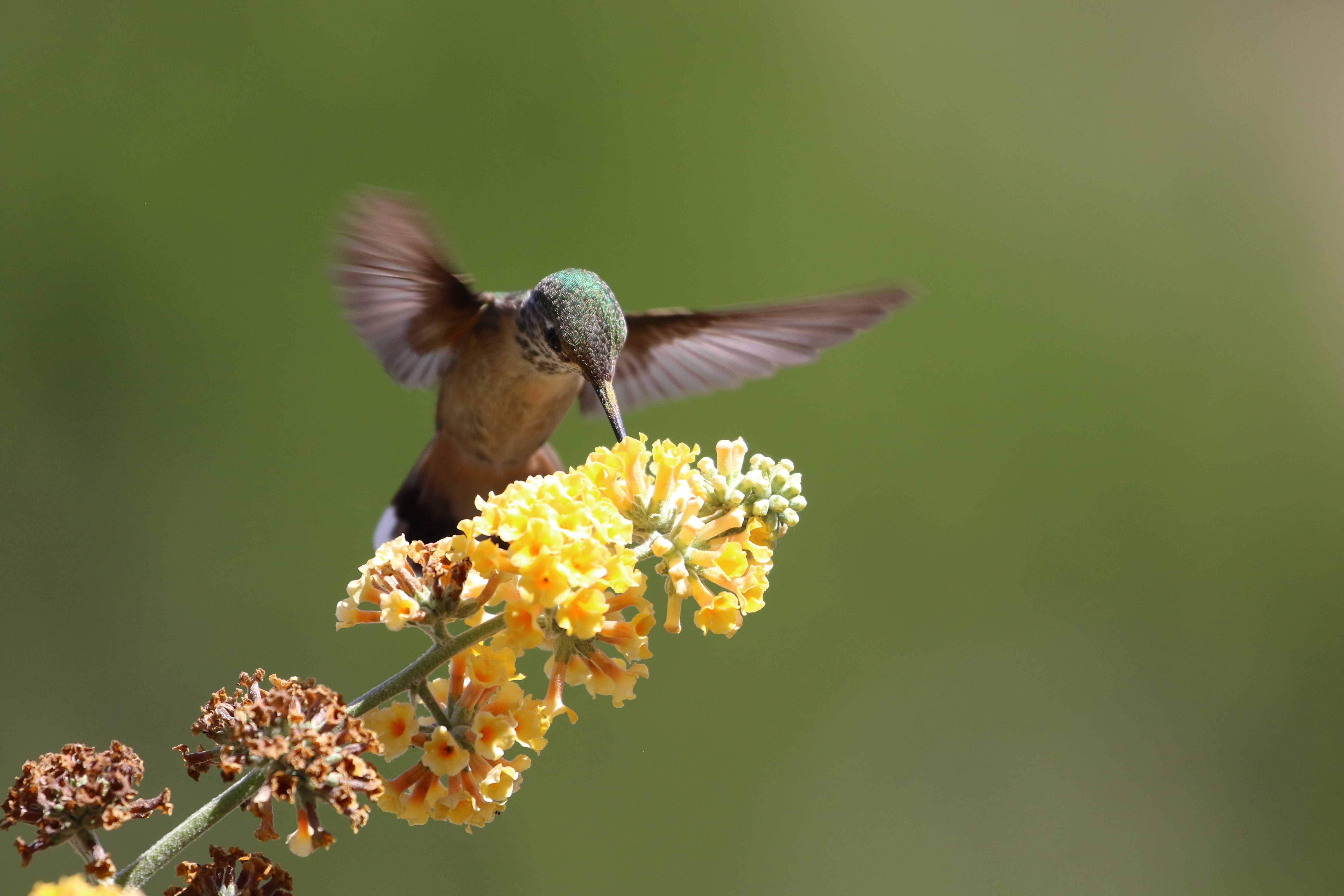 Un colibri